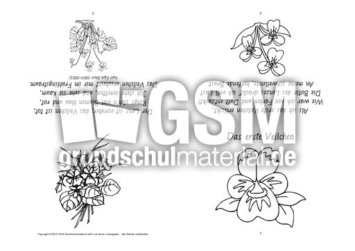 Faltbuch-Das erste Veilchen-Ebert-SW.pdf